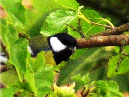 Mésange charbonnière6.JPG