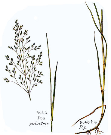 Image:Poa_palustris.jpg