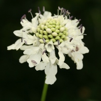 Image:Scabieuse_Scabiosa_sp_Kackar_Nicolas_Macaire3049_BR.jpg