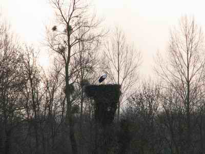 Cigogne Torxé 2010 réduit .jpg