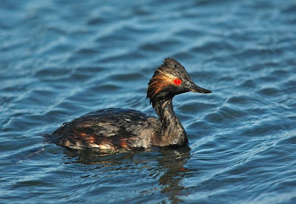 Grebe a cou noir Nidal Issa BR.jpg