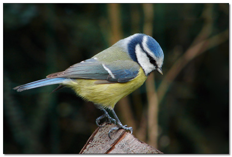 Mésange bleue.jpg