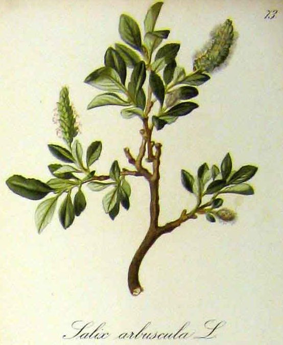 Salix arbuscula.jpg