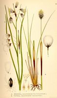 Image:Eriophorum_vaginatum.jpg