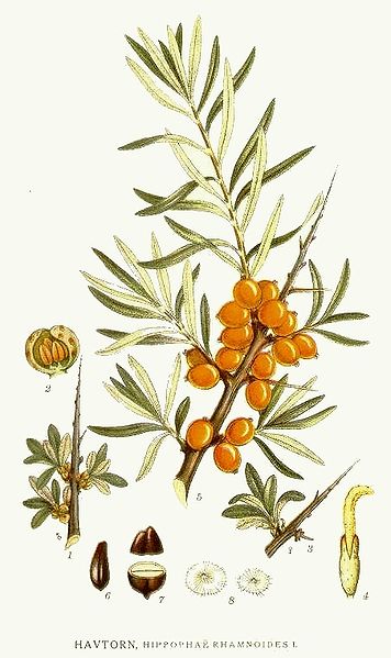 Image:Hippophae_rhamnoides.jpg