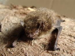 Pipistrellus nathusii.jpg