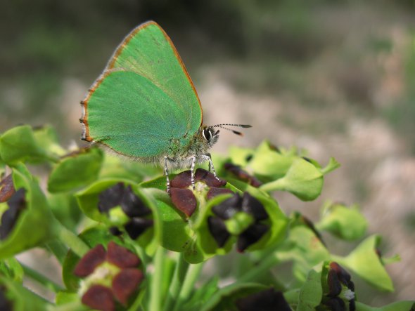 Image:Thecla_de_la_ronce_Callophrys_rubi_3_Cedric_Mroczko.jpg