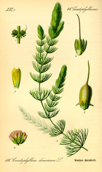 Image:Ceratophyllum_demersum.jpg