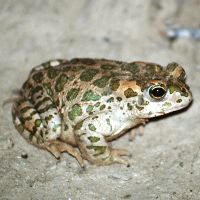 Image:Crapaud_Vert_Bufo_viridis_Nicolas_MacaireBR.JPG