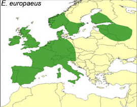 Carto Erinaceus europaeus.jpg