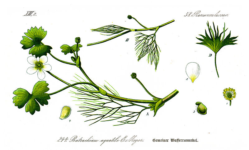 Image:Ranunculus_aquatilis.jpg