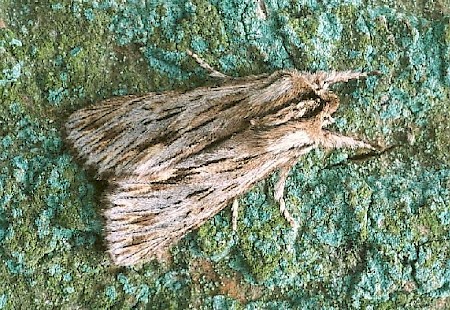 Asteroscopus sphinx.jpg