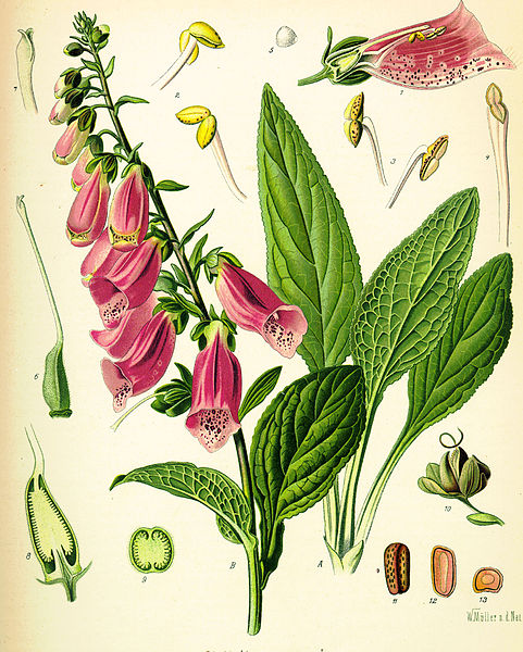 Image:Digitalis_purpurea.jpg