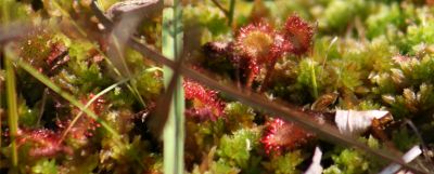 Drosera rotundifolia Nicolas Macaire3307BR.jpg