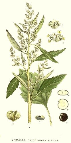 Chenopodium album.jpg