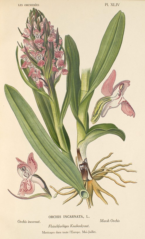 Image:Dactylorhiza_incarnata.jpg