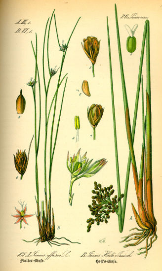 Image:Juncus_effusus.jpg