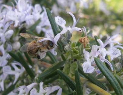 Abeille sur romarin. Adaptation parfaite.