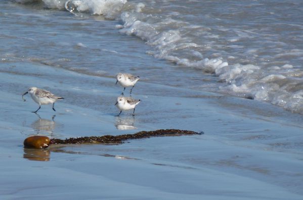 Becasseau sanderling Calidris alba Joelle Petyt BR.jpg