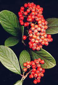 Image:Cotoneaster_lacteus.jpg