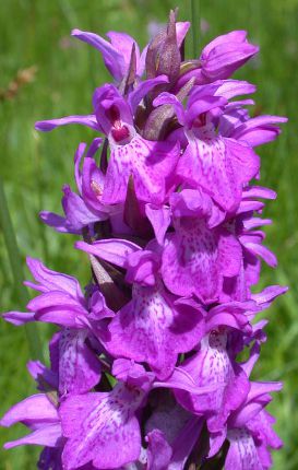 Dactylorhiza-praetermissa.jpg