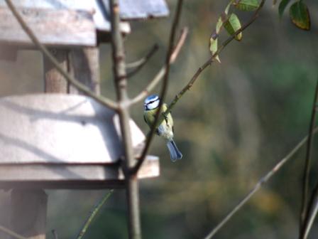 1 mésange bleue.jpg