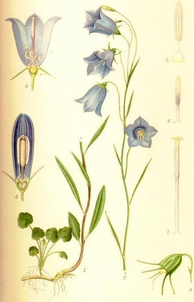 Image:Campanula_rotundifolia.jpg