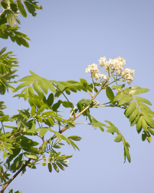 Cormier-premieres-fleurs.jpg