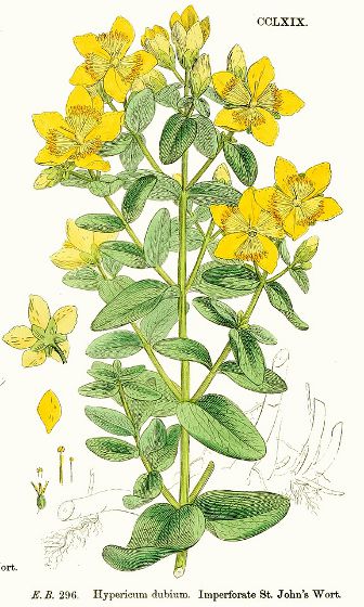 Image:Hypericum_maculatum.jpg