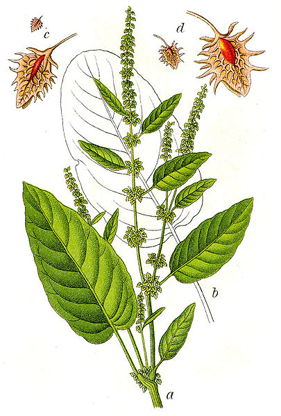 Image:Rumex_obtusifolius.jpg