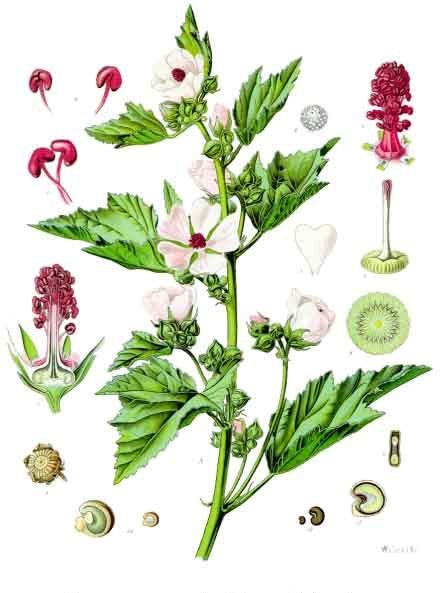 Image:Althaea_officinalis.jpg