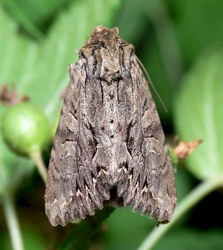 Apamea monoglypha.jpg