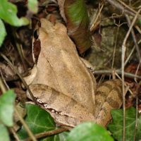 Grenouille agile Rana dalmatina François BourdetBR.JPG