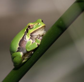 Hyla arborea Pinail Nicolas Macaire3298BR.jpg