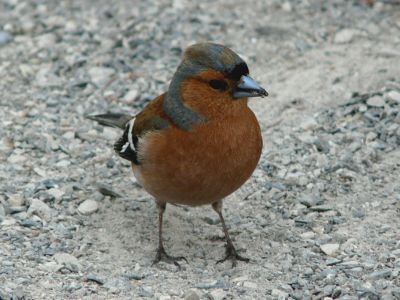 Pinson des arbres male Andre CheminBR.JPG