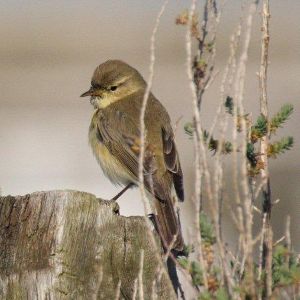 Pouillot veloce Phylloscopus collybita Francoise BruneauBR.JPG