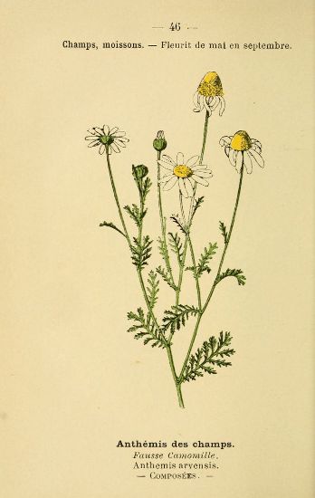 Anthemis arvensis fausse camomille.jpg