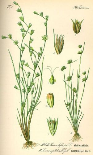 Image:Juncus_bufonius.jpg