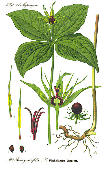 Image:Paris_quadrifolia.jpg