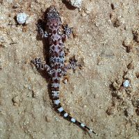 Gecko Hemidactylus turcicus BR.JPG