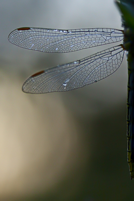 Les ailes du couchant.jpg