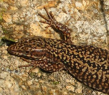 Lezard des murailles male Gilles Bentz BR.JPG