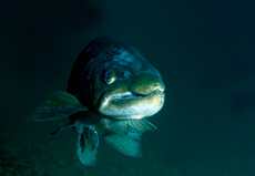 Truite de mer RSPB images 1039445.jpg