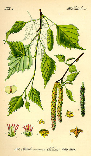 Image:Betula_pendula.jpg