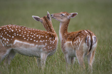 Image:Daims_RSPB_images_1051884.jpg