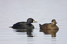 Image:1017898_rspb_images.jpg