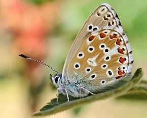 Image:Polyommatus_hispana.jpg