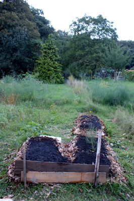 Prémice du potager .jpg