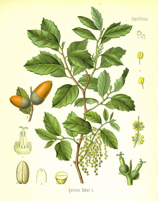 Image:Quercus_ilex.jpg