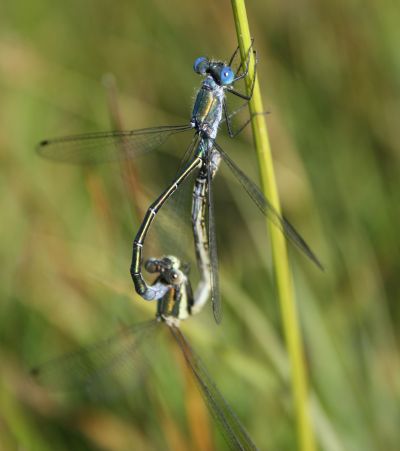 Ischnura sp Ilgaz Turquie Nicolas Macaire2794BR.jpg